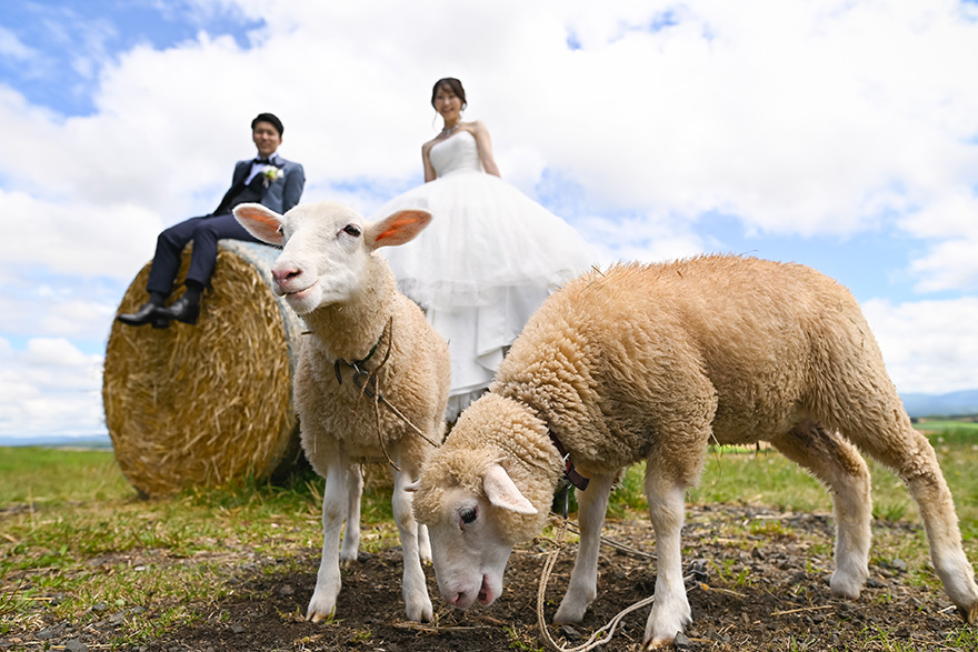 ２つのスチール＆ムービープラン