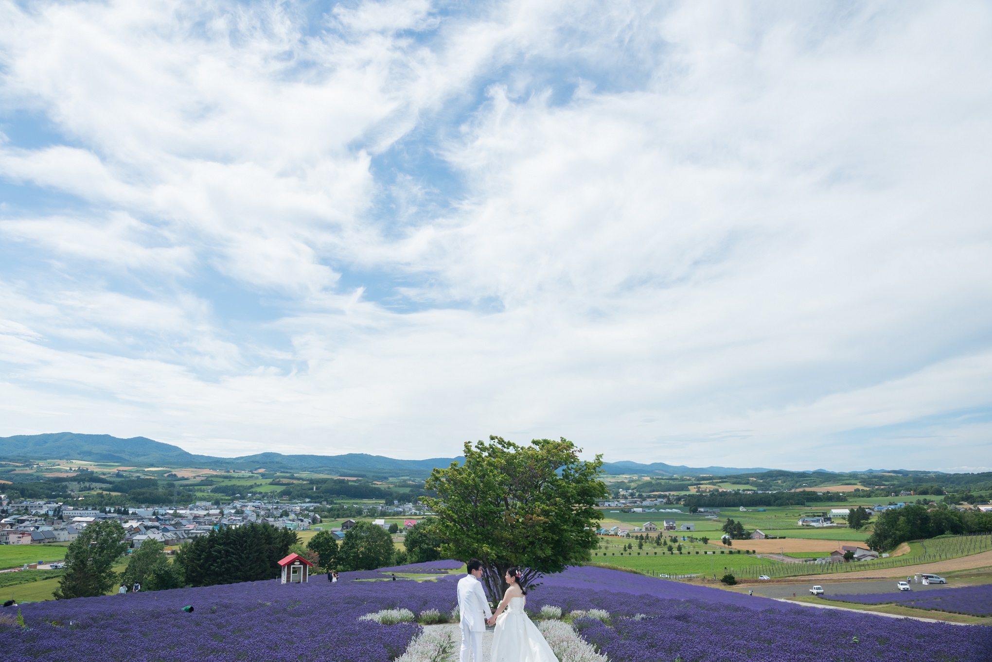 ラベンダーっていつからいつまで？ | 丘のうえ